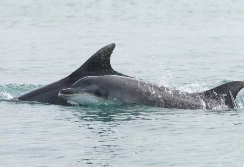 Penbontbren Luxury B&b