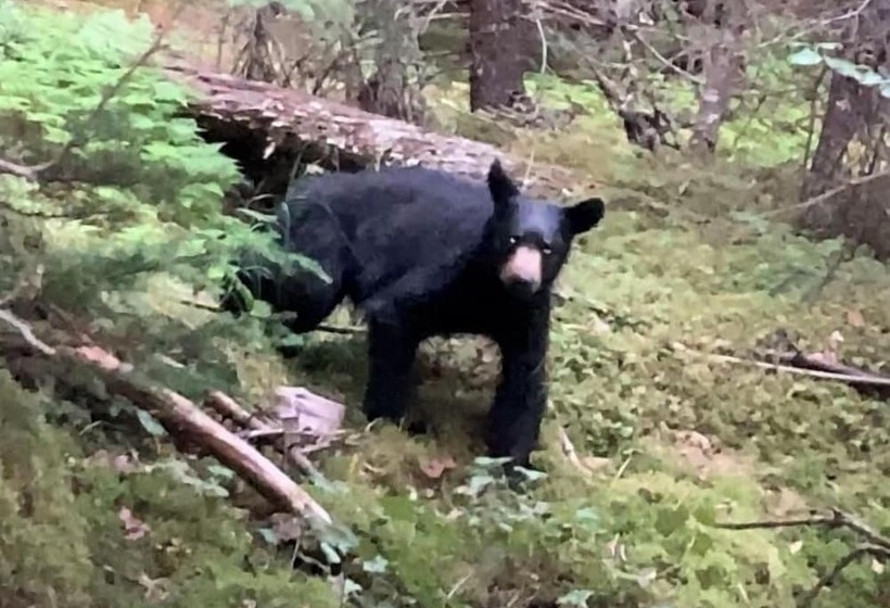 Renfro S Lakeside Retreat   Cabin S And R.v. Park