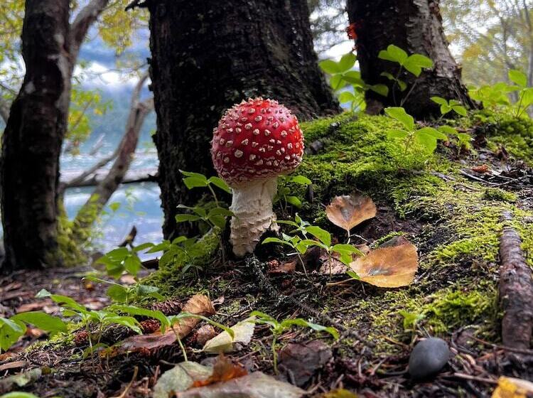 Renfro S Lakeside Retreat   Cabin S And R.v. Park