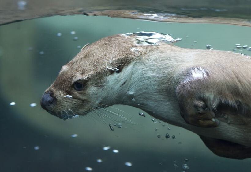 渡假胜地  Topparken – Recreatiepark ’t Gelloo