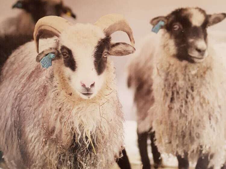 Yggdrasil Farmhotel Retreat, Spa & Yoga