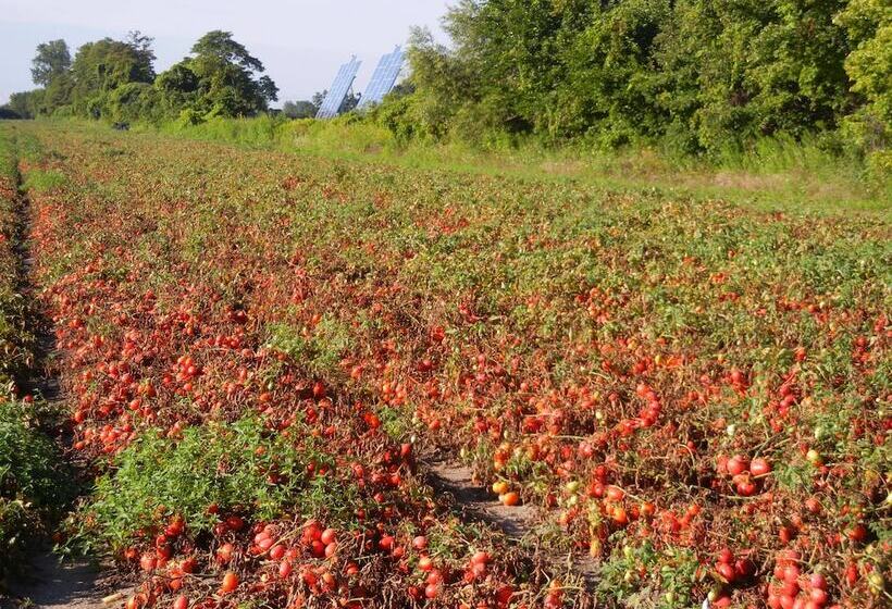 Duck Pond Bed & Breakfast Cottage