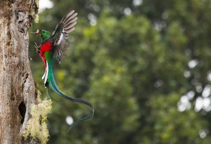 فندق Paraíso Quetzal Lodge
