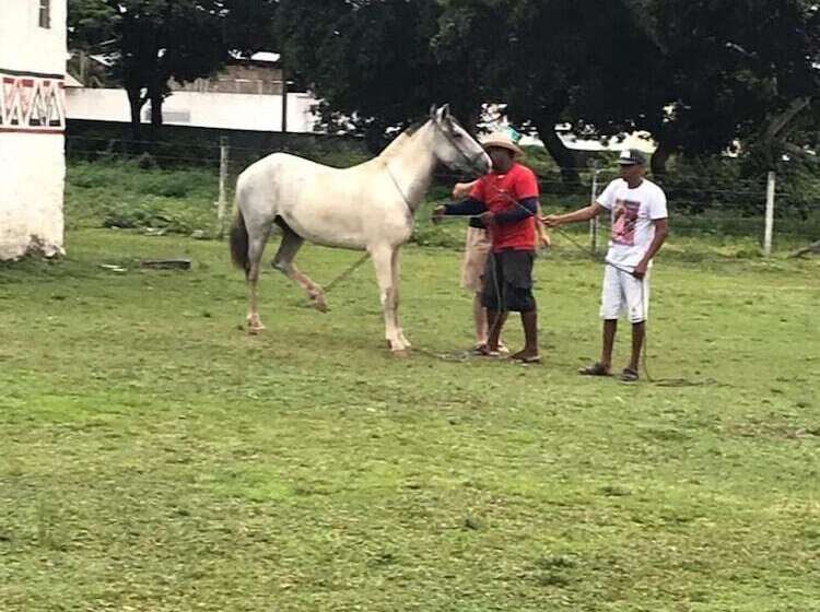 호텔 Pousada Marajoara