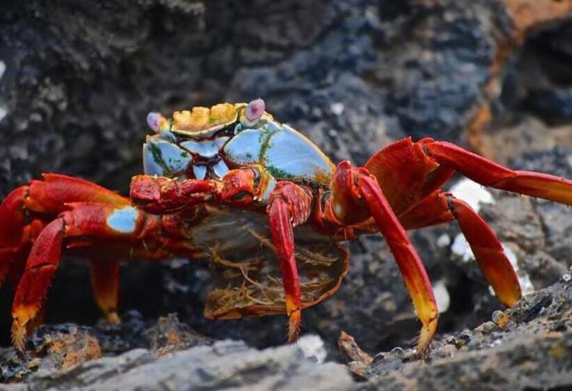 בית מלון כפרי Sun Island