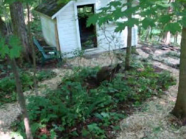 پانسیون Chestnut Lodge