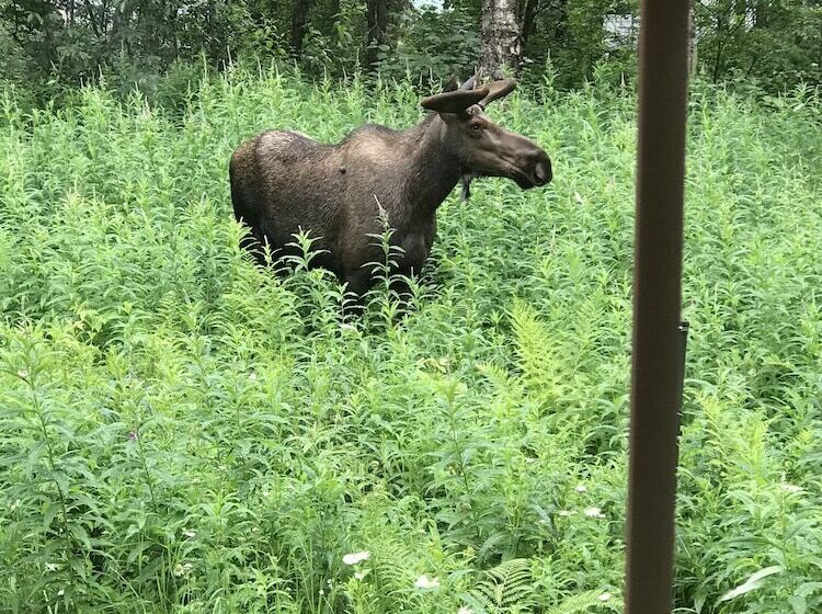 بنسيون Meandering Moose Lodging