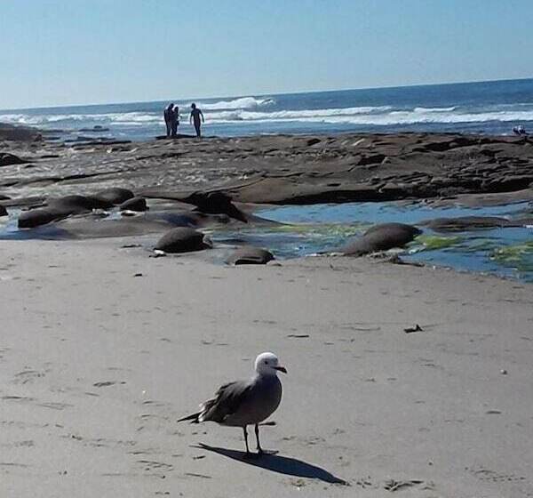 Redwood Hollow Cottages