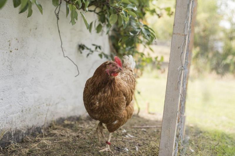 Gasthauspension Hofmann