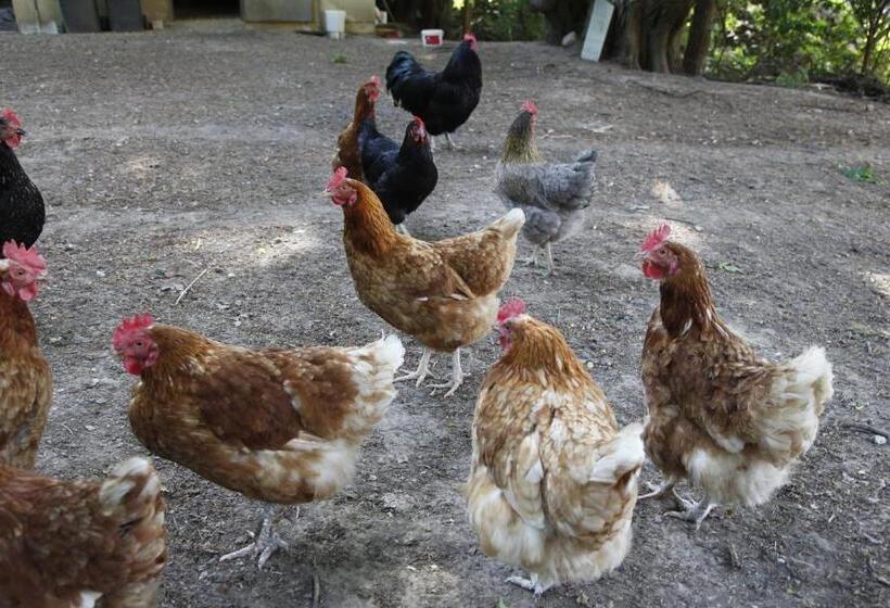 Отель Gut Hühnerhof