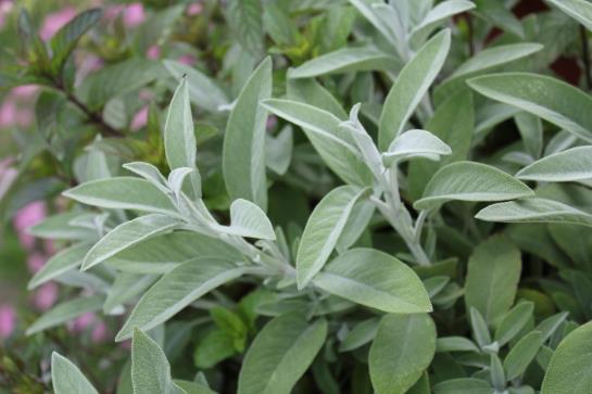 Отель Garni Milseburg