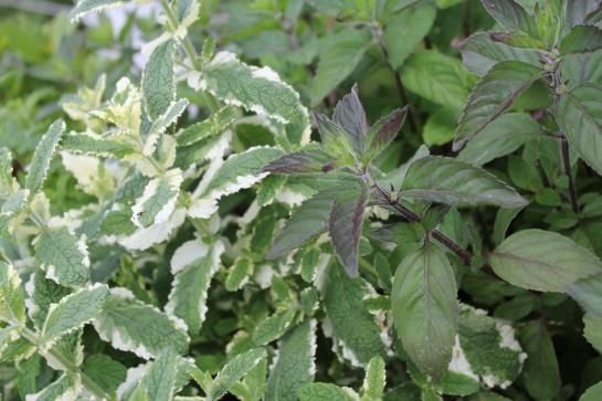 Отель Garni Milseburg