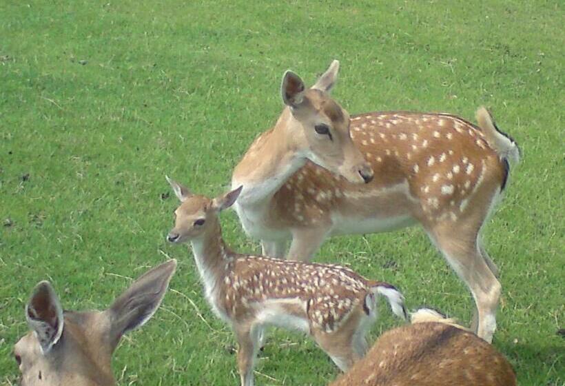 בית מלון כפרי Pension Fleischmann