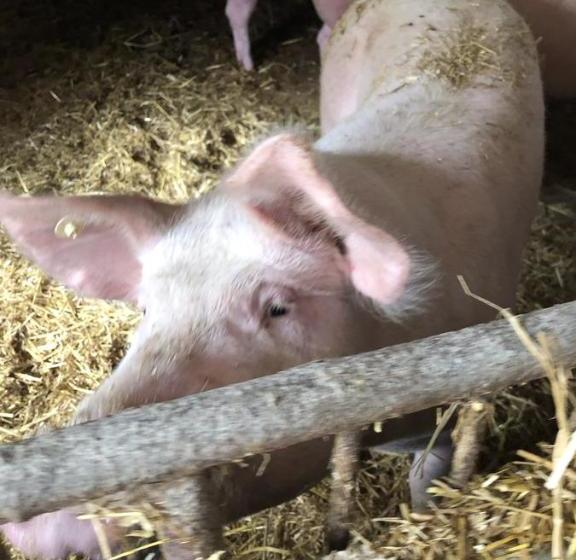 酒店 Restaurant Zum Schwanen