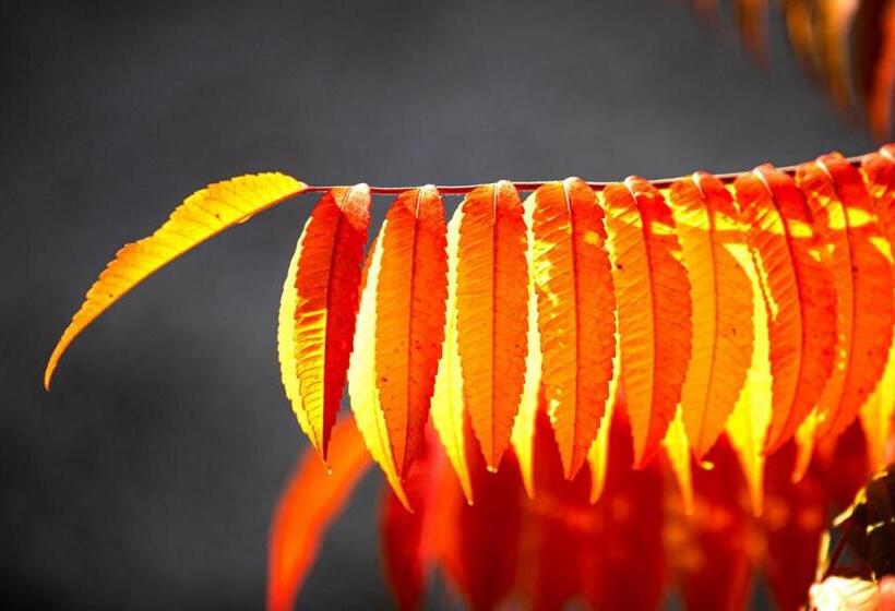 ホテル Schloss Schenke Tunzenberg