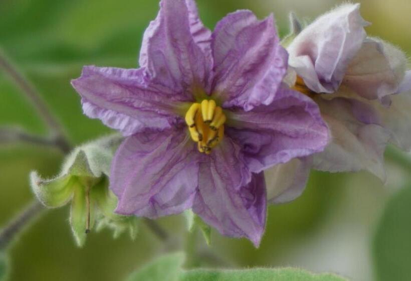 בית מלון כפרי Sonnenbichl