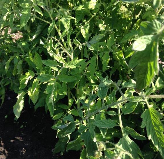 Landhotel Franck Garni