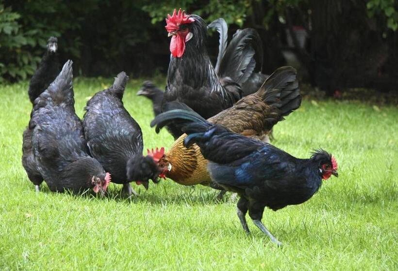 Пансион Gasthof Alte Post Restaurant Offen