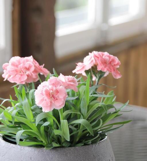 Пансион Schönblick Hotel Garni Ferienwohnungen