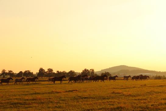 Отель Drei Lilien