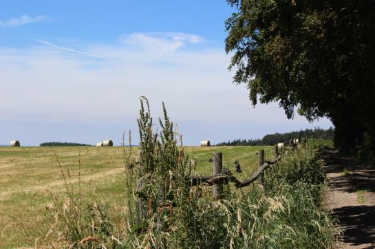 ホテル Drei Lilien