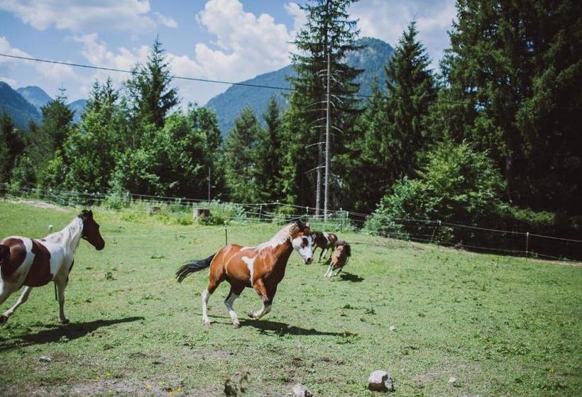 酒店 Gruppenhaus Dreimäderlhaus