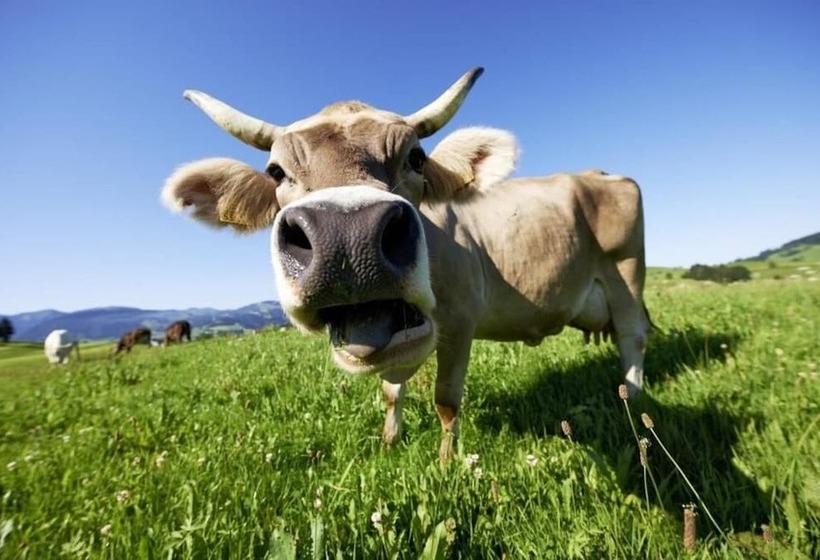 ホテル Pfrontener Hof