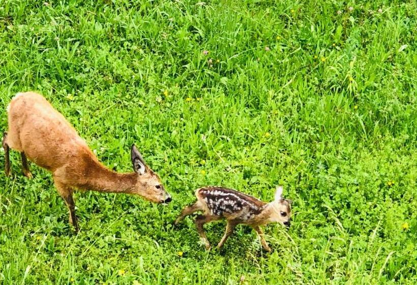 Отель Restaurant Berghof
