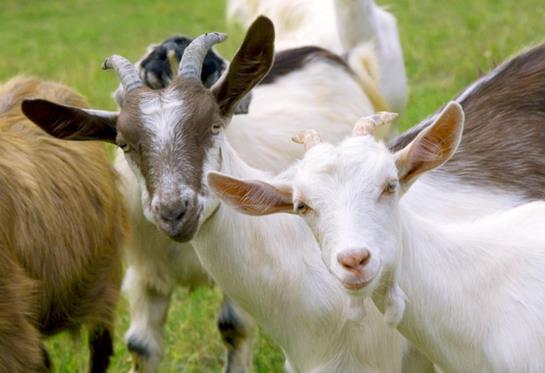 酒店 Wildgatter Gmbh Ferienappartements