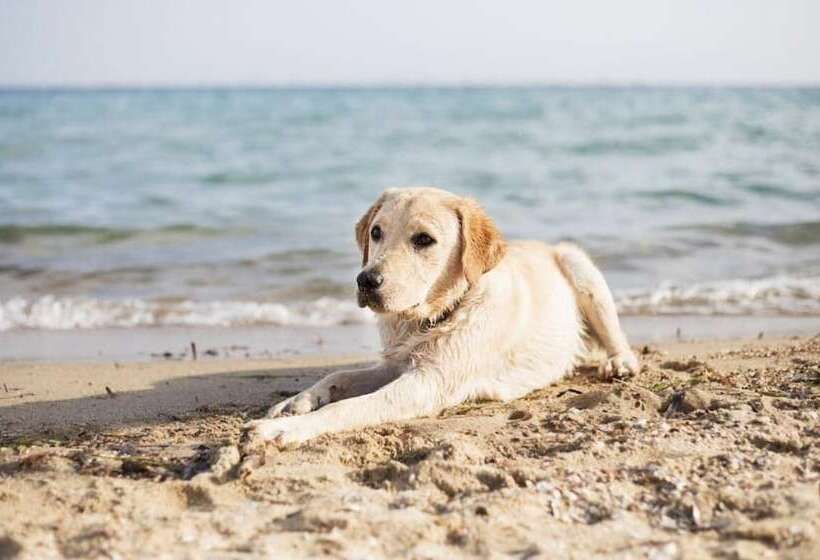 Suburban Studios By Choice Hotels Award Winning New 2024 Walk To Eateries & Grocery Ultra Sp