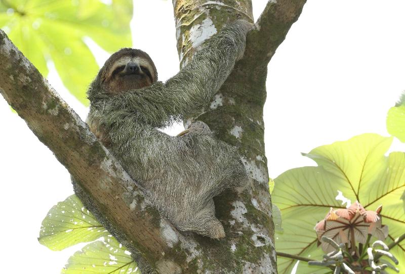 فندق Golden Pineapple Villas