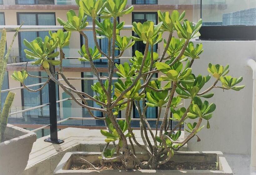 ホテル Sole Suites