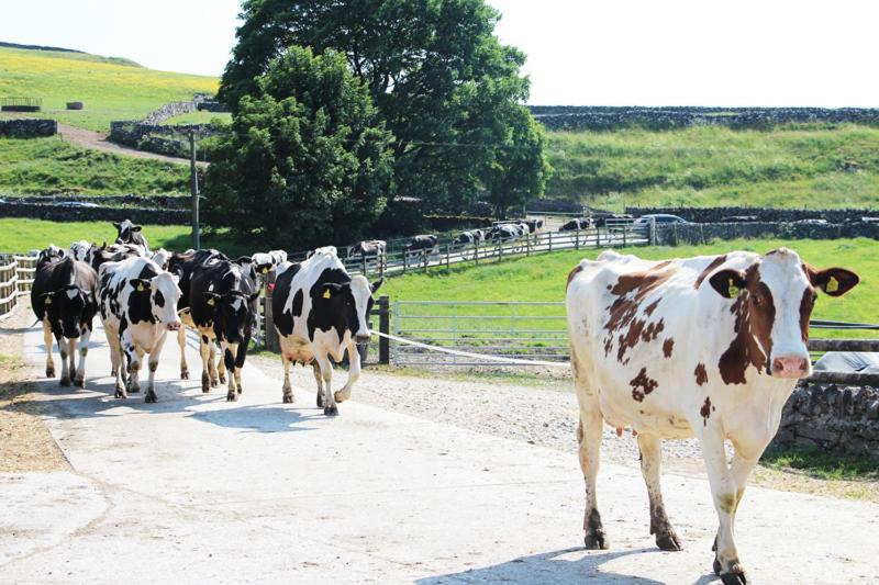 Fernydale Farm Bed & Breakfast