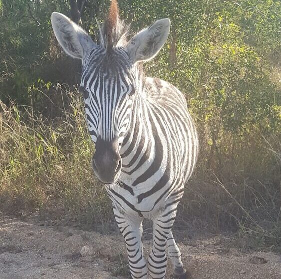 Kruger National Elephant Point Lodge