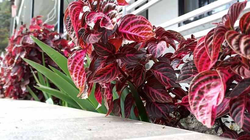 ホテル Rufina Lachung Kunga