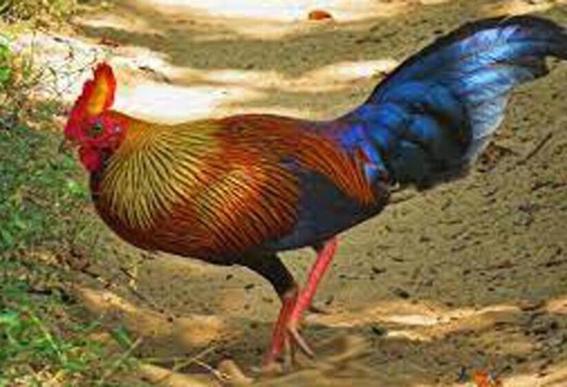 膳宿费 Sigiri Gayani Home Stay