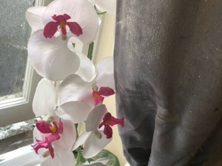 Общежитие The Star Inn