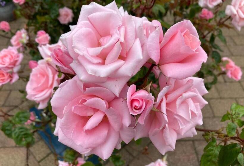 مبيت وإفطار Millfarm House