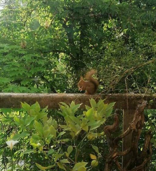 La Belle Védère   Appartement Dans La Canopée