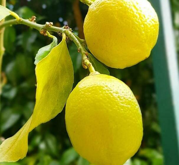 ペンション Borgo And Bike