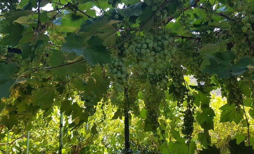 ペンション Borgo And Bike