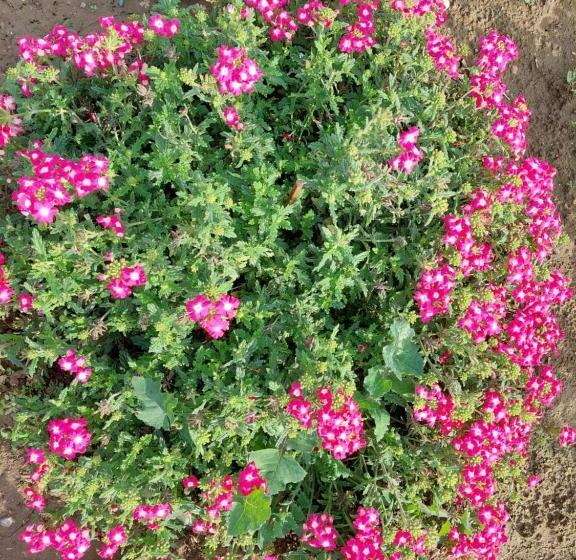 Пансион Casa De La Baltă