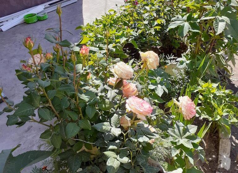 پانسیون Nomad Guest House