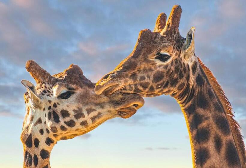 리조트 Folly Farm Holiday Park