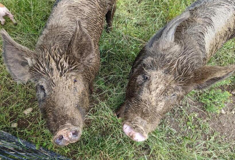 酒店 The Cottage On The Farm