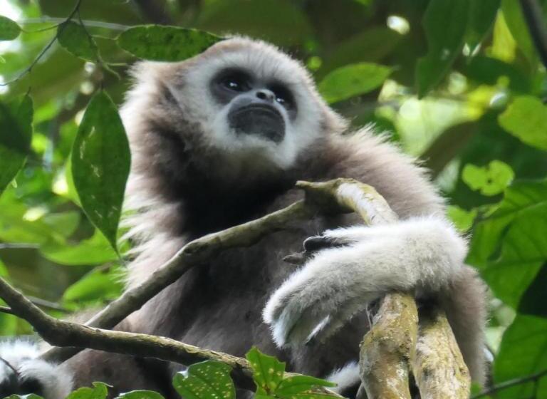 Пансион Sumatra Orangutan Discovery Villa