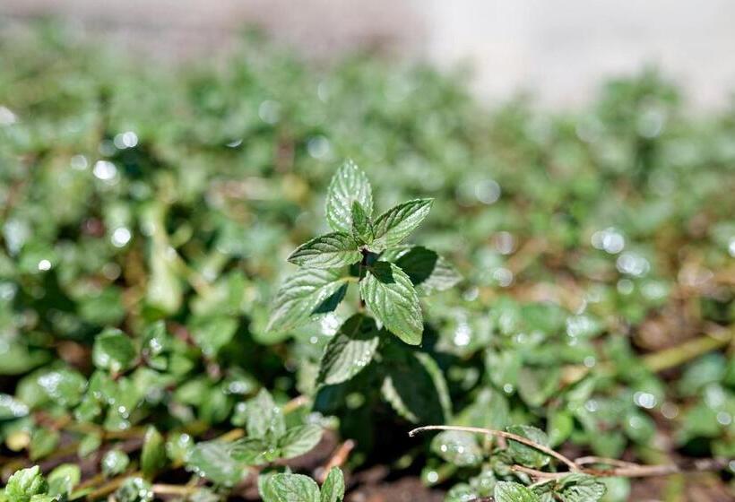 Пансион Villa Vintana Nosy Be