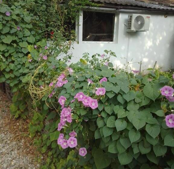 פנסיון Casa Mocanu