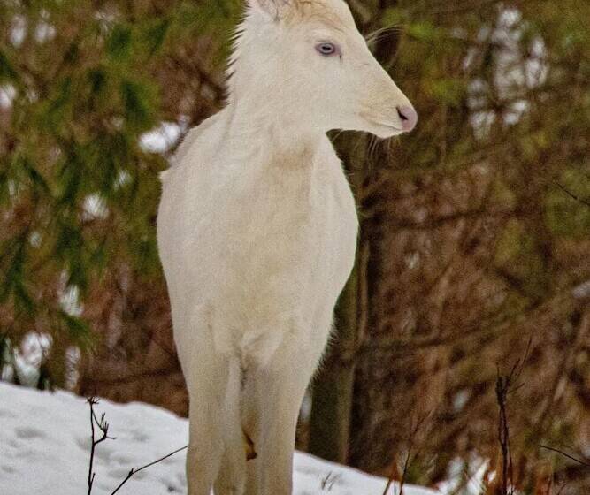 Мотель Boulder Bear Motor Lodge