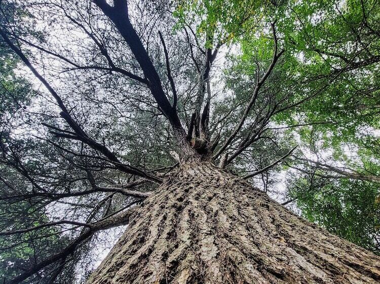 ペンション Domaine Du Val Sauvage